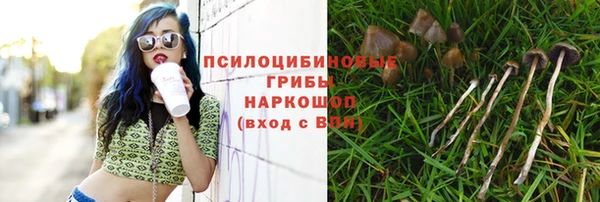 гашик Данков